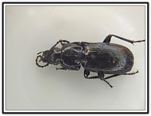 Pterostichus selmanni